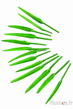 Oca - 5-8 cm - lime